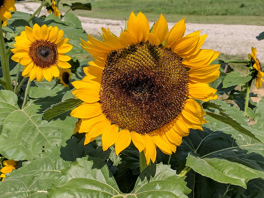 Vibrant Sunflower Close-Up in Summer Field