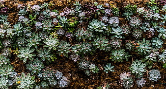 Top View of Green Succulent Plants in Soil