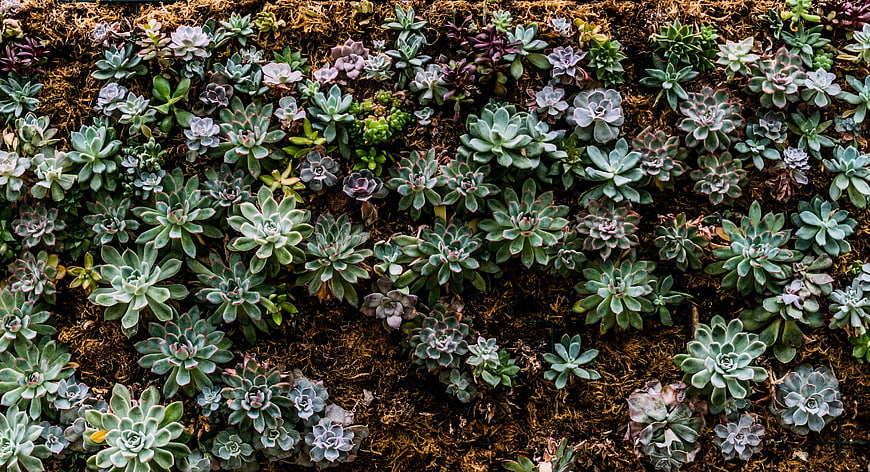 Top View of Green Succulent Plants in Soil