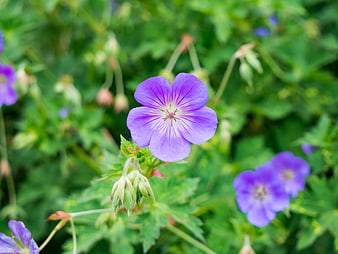 Close-up of Purple Geranium Flower in Green Garden