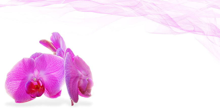 Pink Orchid with Flowing Silk on White Background
