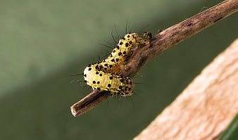 Yellow Spotted Caterpillar on a Twig