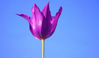 Purple Tulip Flower Against Clear Blue Sky Background