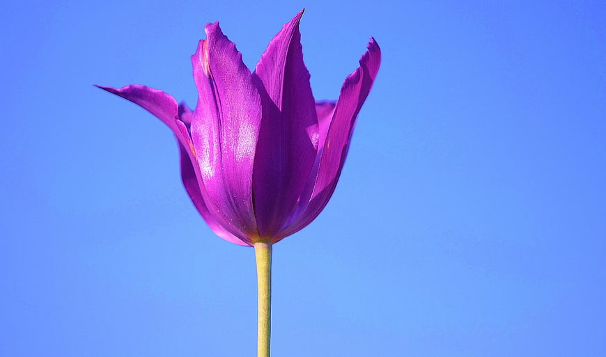 Purple Tulip Flower Against Clear Blue Sky Background