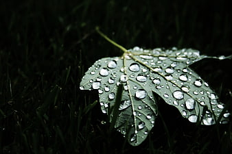 Close-up of green leaf with water droplets on grass