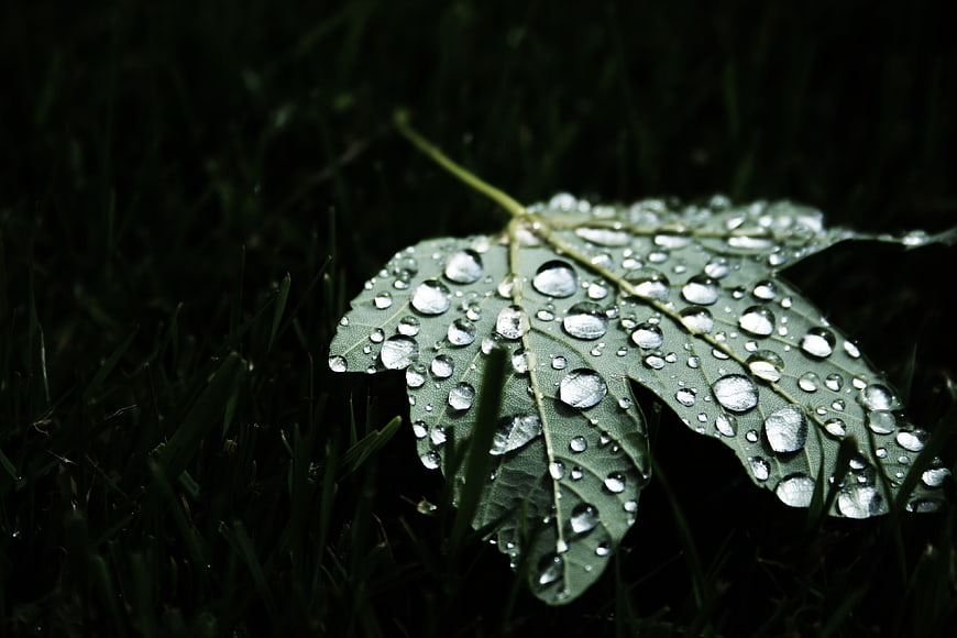 Close-up of green leaf with water droplets on grass