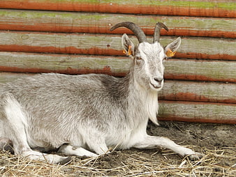 Gray goat with horns resting on straw near wooden fence