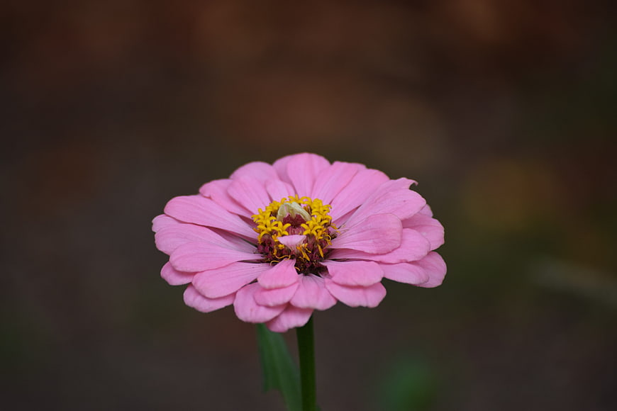 Pink Zinnia Flower Close-Up with Blurred Background