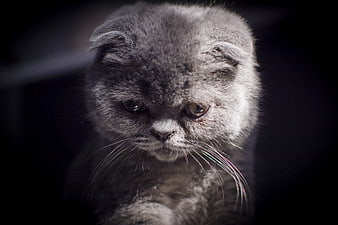 Sad gray Scottish Fold kitten portrait in low light