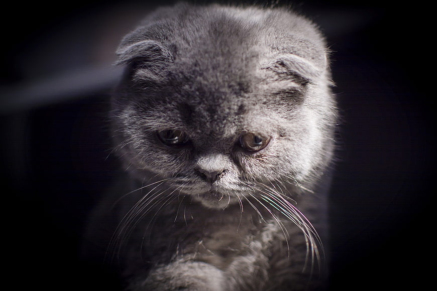 Sad gray Scottish Fold kitten portrait in low light