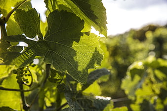 Sunlit Grapevine Leaves in a Summer Vineyard