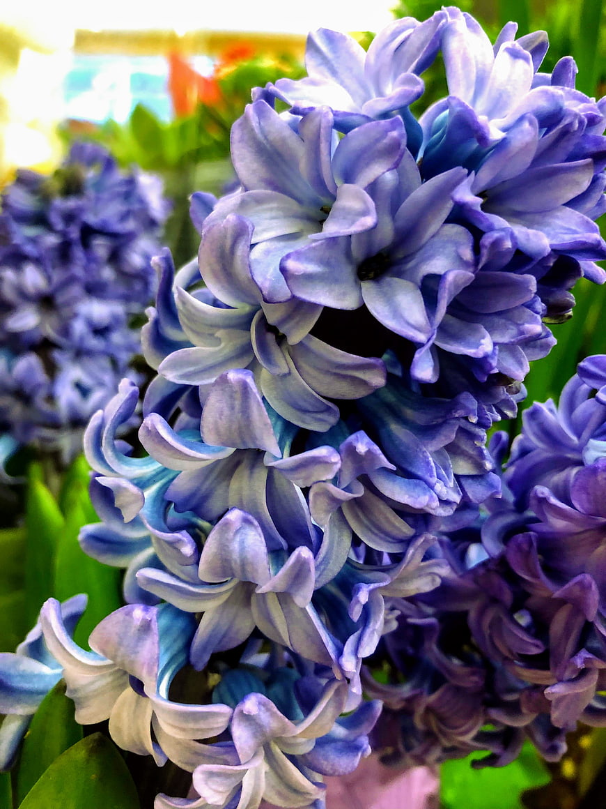 Close-up of vibrant purple hyacinth flowers in bloom