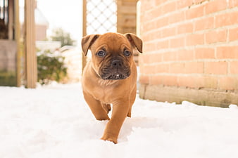 Cute brown puppy walking in snow near brick wall