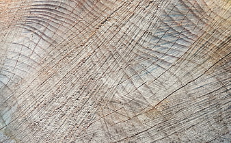 Close-up texture of sawn wood with visible annual rings and grain
