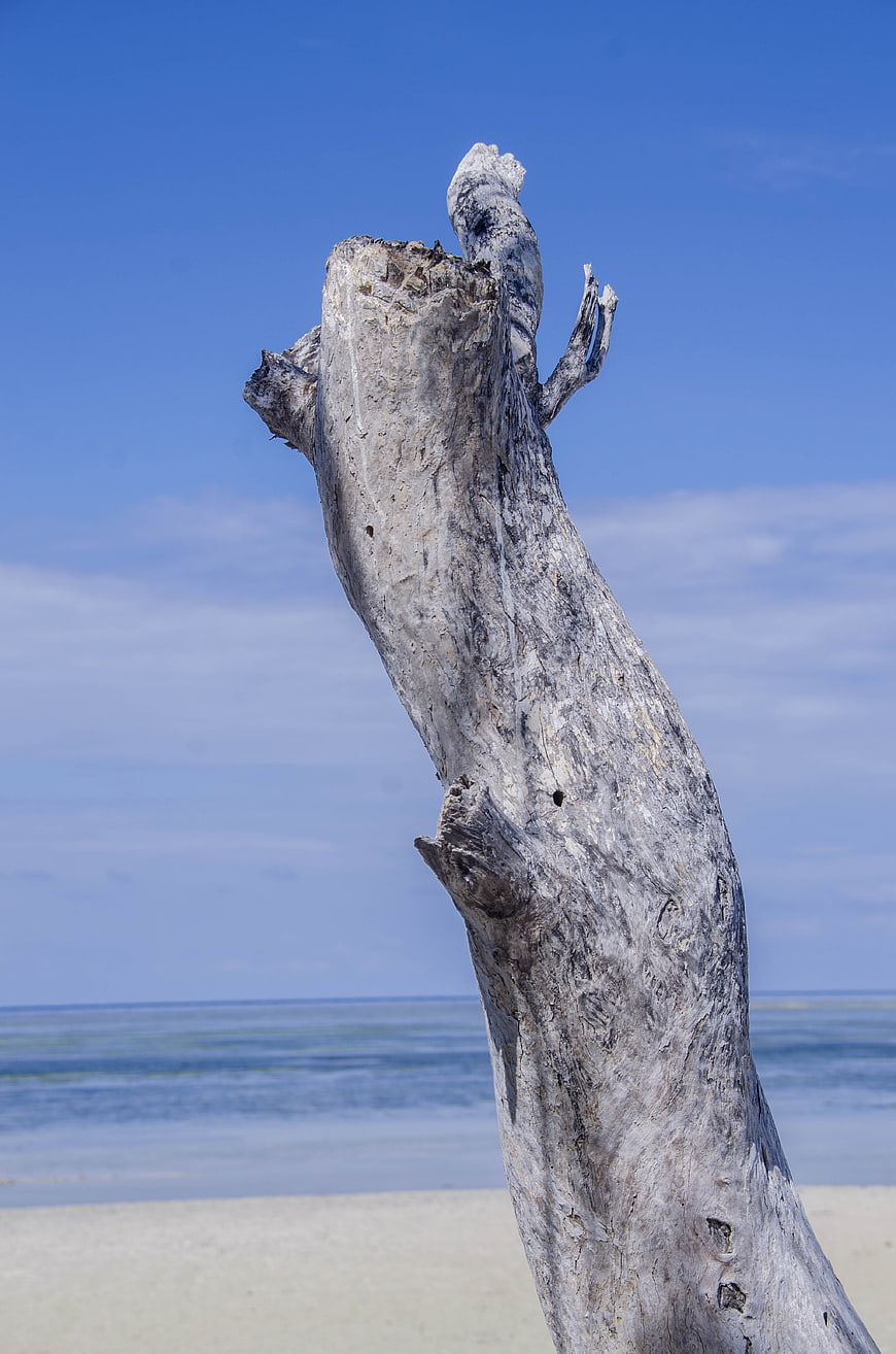 Weathered Driftwood on Sandy Beach with Blue Sky