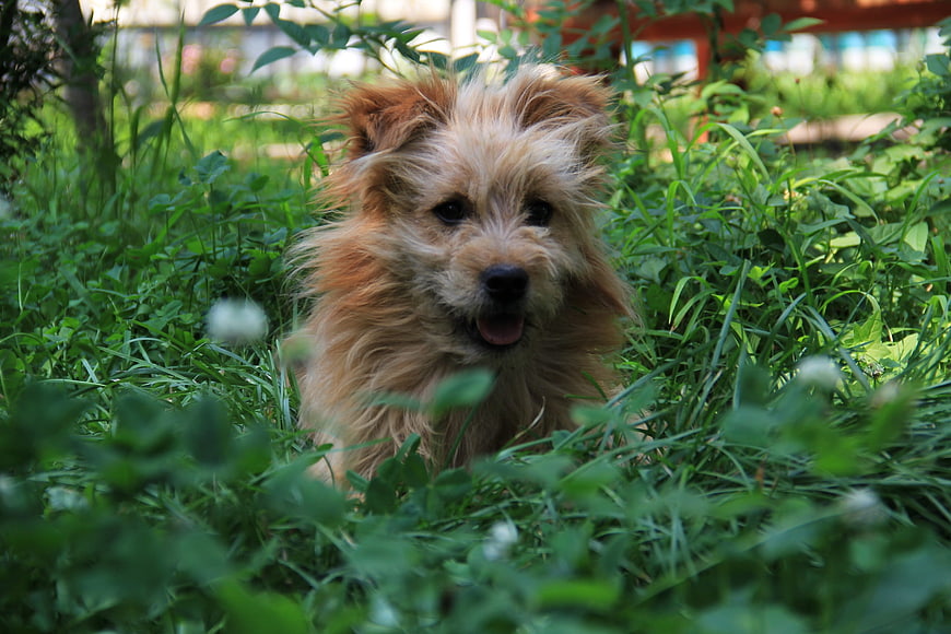 Cute fluffy brown dog sitting in green grass