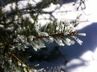 Close-up of frost-covered pine branch in winter sunlight
