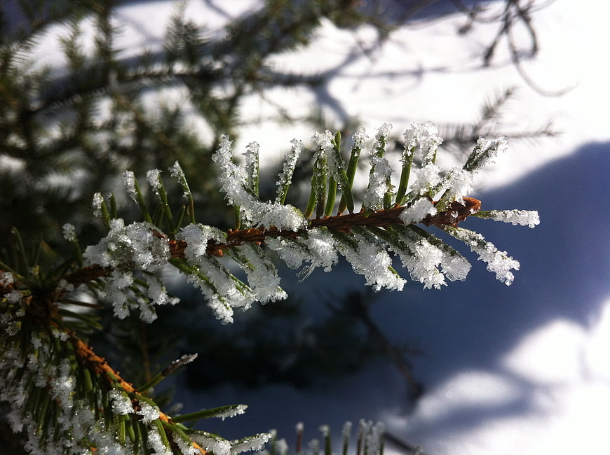 Close-up of frost-covered pine branch in winter sunlight