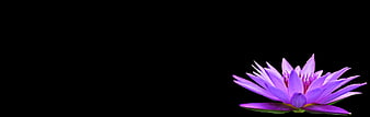 Purple Water Lily Isolated on Black Background