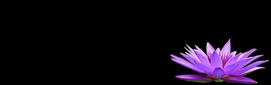 Purple Water Lily Isolated on Black Background