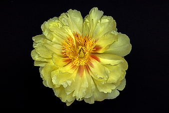 Yellow Peony Flower Close-Up on Black Background