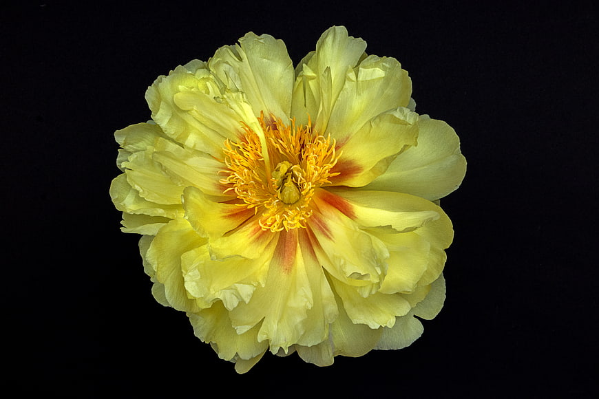 Yellow Peony Flower Close-Up on Black Background