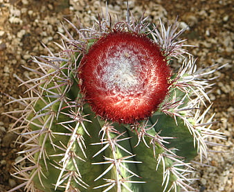 Close-up of a Red-topped Barrel Cactus with Sharp Spines