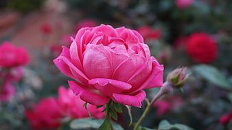 Close-up of a vibrant pink rose in a garden