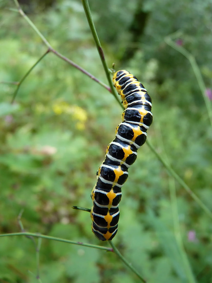 Black, White, and Yellow Caterpillar on a Green Stem