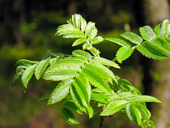 Close-up of fresh green rowan leaves in sunlight