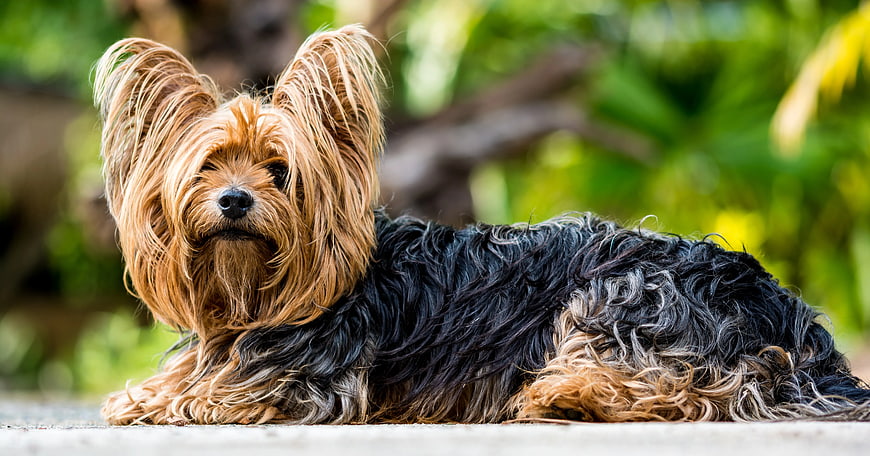 Yorkshire Terrier Lying Down with Green Background