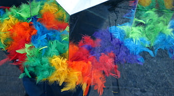 Colorful Feathers Reflected in Mirrored Surface