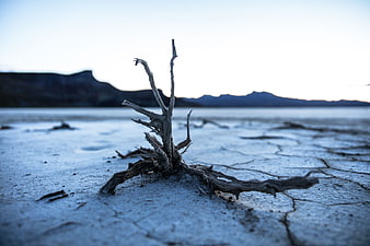 Dead tree stump on cracked dry earth landscape