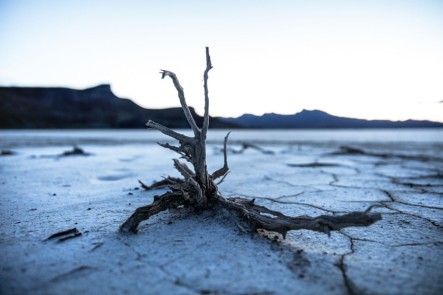 Dead tree stump on cracked dry earth landscape