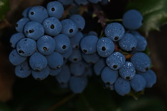 Close-up of blue holly berries with white speckles