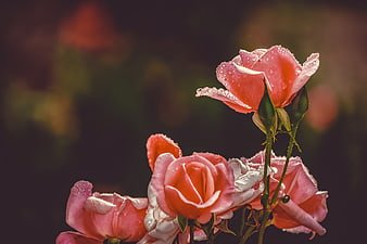 Pink Roses With Dew Drops Against Dark Blurred Background
