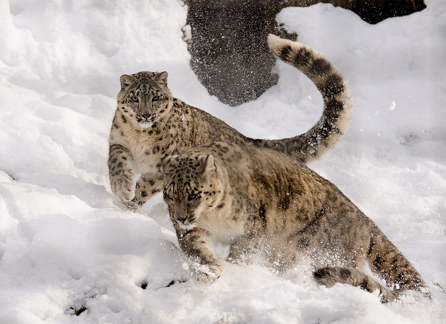 Two Snow Leopards Playing In Deep Snow