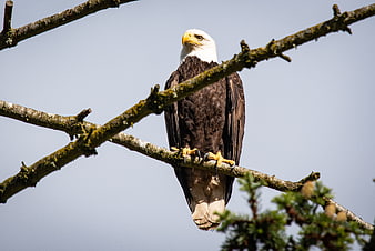 Bald eagle perched on tree branch against blue sky