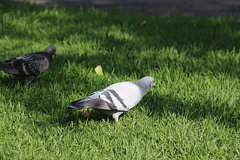 Two pigeons foraging on green grass in a park