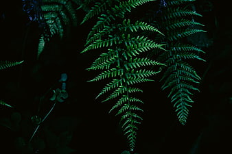 Dark moody green fern fronds against black background
