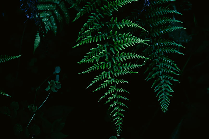 Dark moody green fern fronds against black background