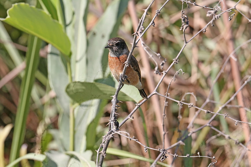White-tailed Stonechat Bird Perched on Thorny Branch