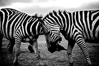 Two Zebras Fighting in Black and White