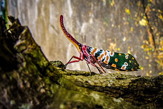 Colorful Lanternfly Insect on Mossy Tree Bark