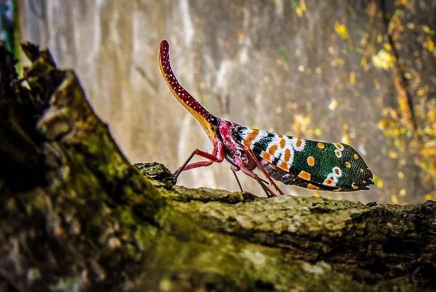 Colorful Lanternfly Insect on Mossy Tree Bark