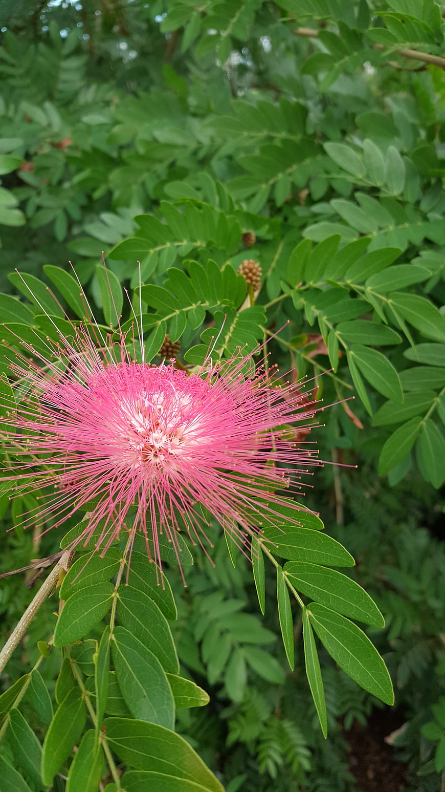 Close-up of Pink Silk Tree Flower with Green Leaves