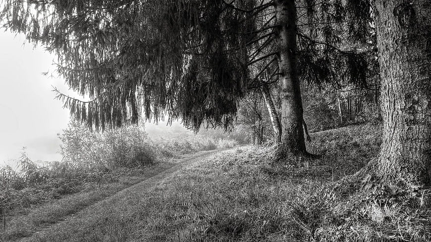 Misty Forest Path Under Pine Trees in Black and White