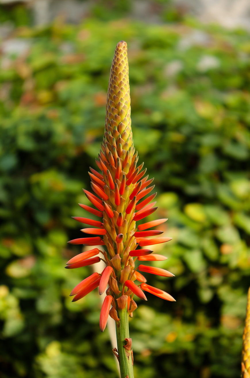 Close-up of vibrant orange aloe flower spike against green background