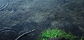 Raindrops creating ripples in a dark puddle with grass