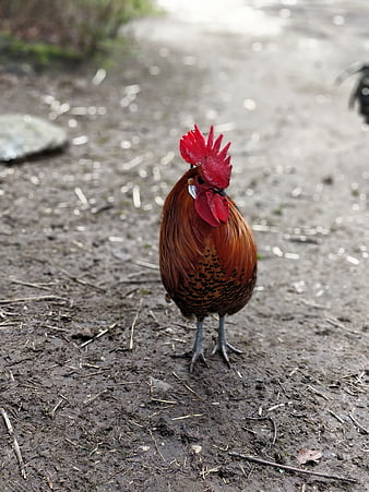 Red Rooster Standing on Muddy Farm Ground